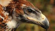 Immature showing massive bill, reddish plumage and pale gape.