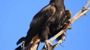 Perched adult showing feathered legs.