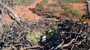 High in the landscape, a typical nest of sticks lined with green leaves with a clutch of two eggs.