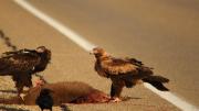 Adult (L) and immature (R) at a roadside kangaroo carcass.