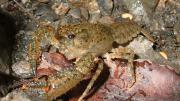 A freshwater crayfish in the wild