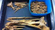 two freshwater crocodile skulls in the laboratory are placed in a black tray for processing