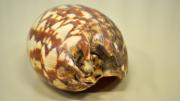 A Western Australian baler shell specimen