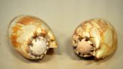 Two Western Australian baler shell specimens