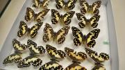 Native Australian swallowtail butterfly specimens in their storage box
