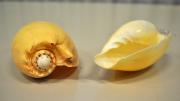 Two Western Australian baler shell specimens