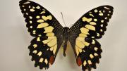 A native Australian swallowtail butterfly specimen