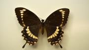 A native Australian butterfly specimen