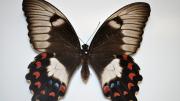 A native Australian swallowtail butterfly specimen