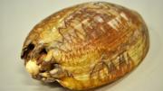 A Western Australian baler shell specimen