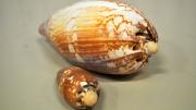 Two baler shell specimens