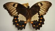 A native Australian swallowtail butterfly specimen