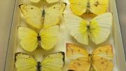 Native Australian butterfly specimens in their storage box