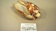 A baler shell specimen