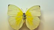 A native Australian butterfly specimen