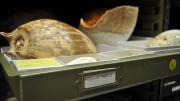 Volute storage in mollusc collection