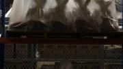 Section of skeleton of the Blue Whale, wrapped in plastic on a storage rack.  The light is behind the bones.