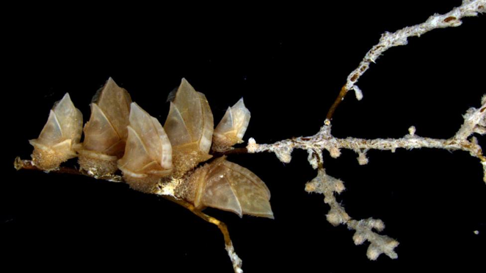 Image copyright of WA Museum