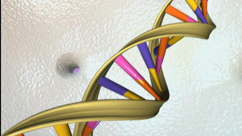 A model of the DNA double helix