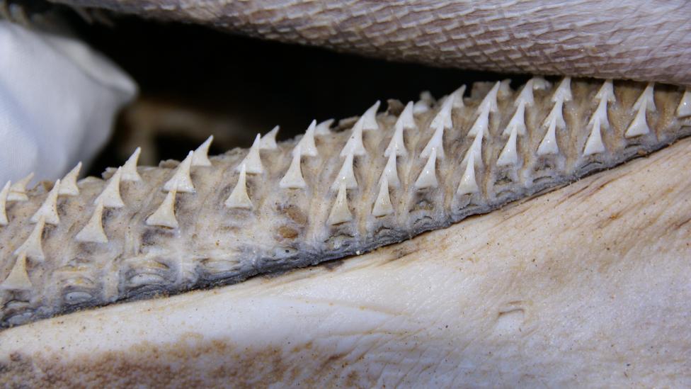 Megamouth Shark Teeth