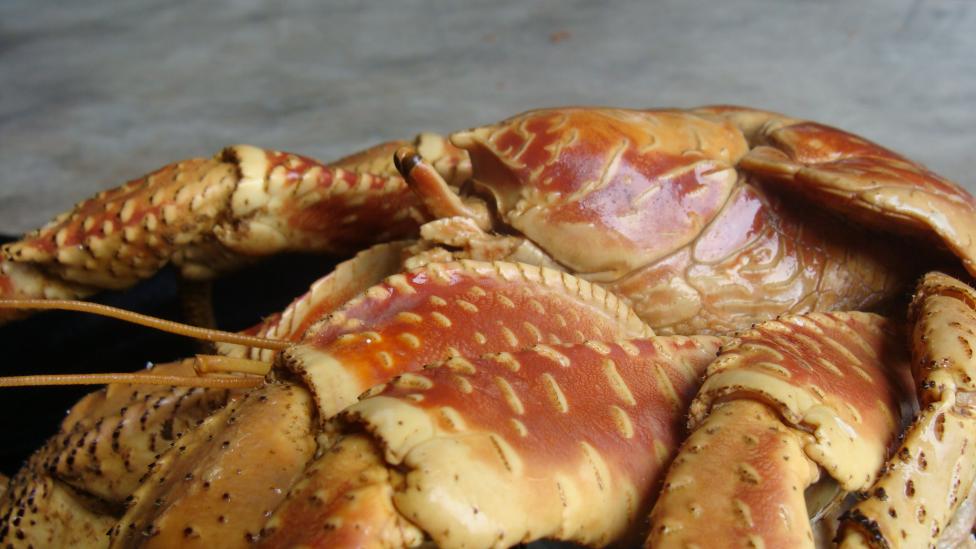 A preserved specimen of the Coconut Crab