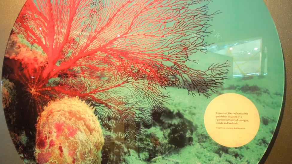 Image of a panel showing a Pearl Oyster shell on the ocean floor