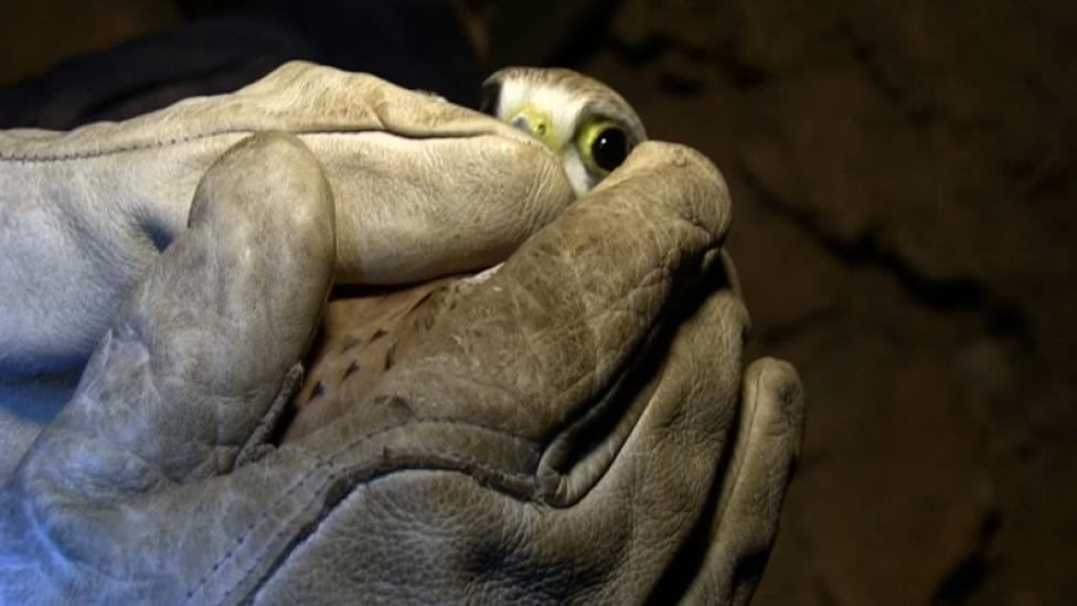 A live Kestrel trapped in the caves