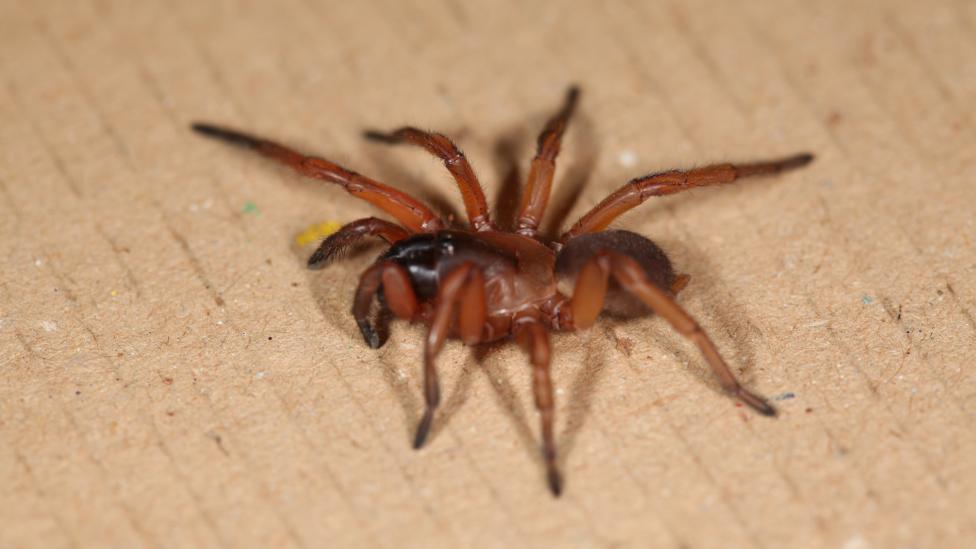 Male Mygalamorph spider of the genus Aname