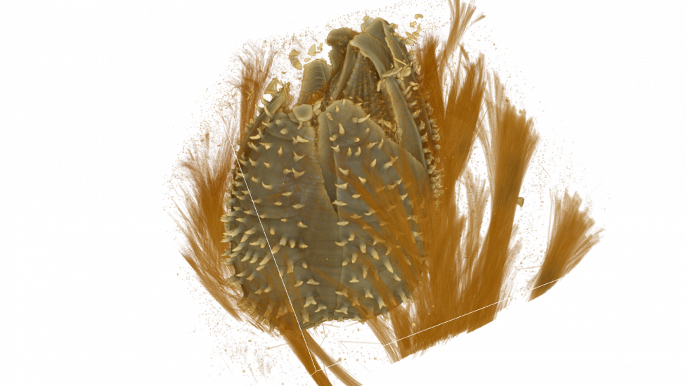 A micro-CT scan of a sponge barnacle inside its host sponge. most of the sponge tissue has been removed from the image revealing the barnacle within. 