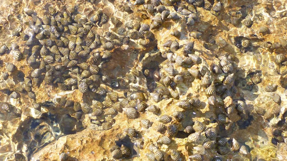 A large group of the clusterwink Planaxis sulcatus (Born, 1778) covered by the incoming tide at Exmouth. (Photo: Nerida Wilson)