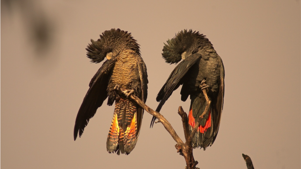 Forest Red-tailed Black Cockatoo pair