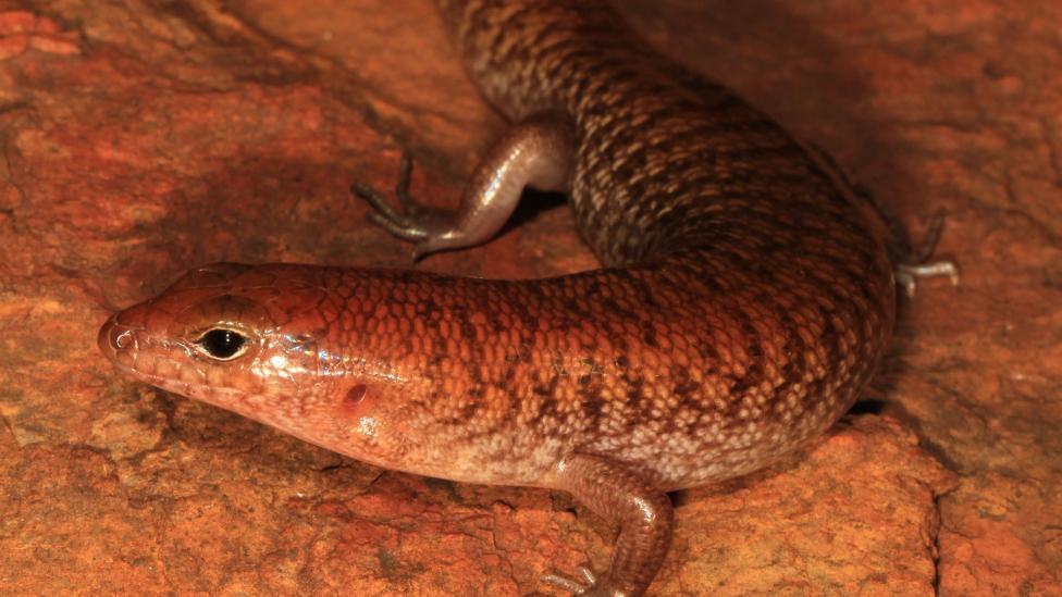Rusty skink (Eremiascincus rubiginosus) Image copyright Ryan Ellis/WA Museum