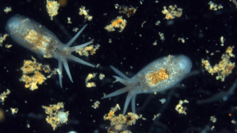 Two live individuals of Temnosewellia minor