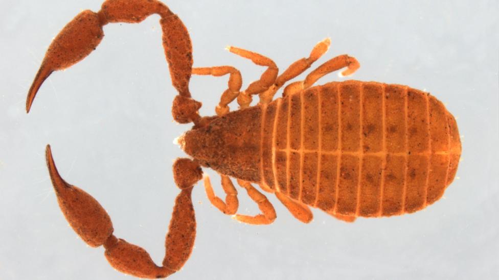 Image of Pseudoscorpion