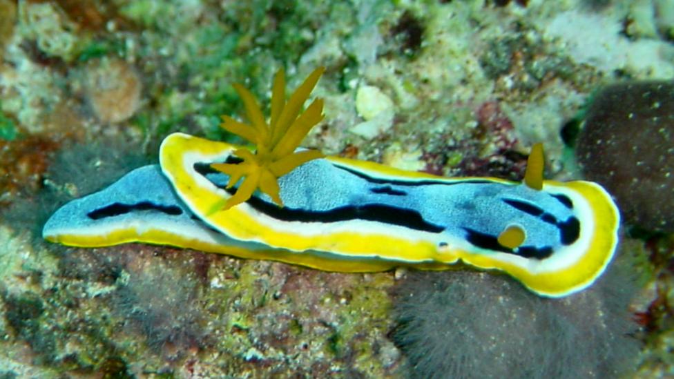 photo of live specimen