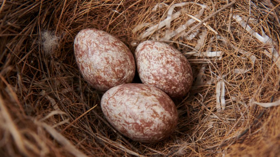 Eggs within a nest