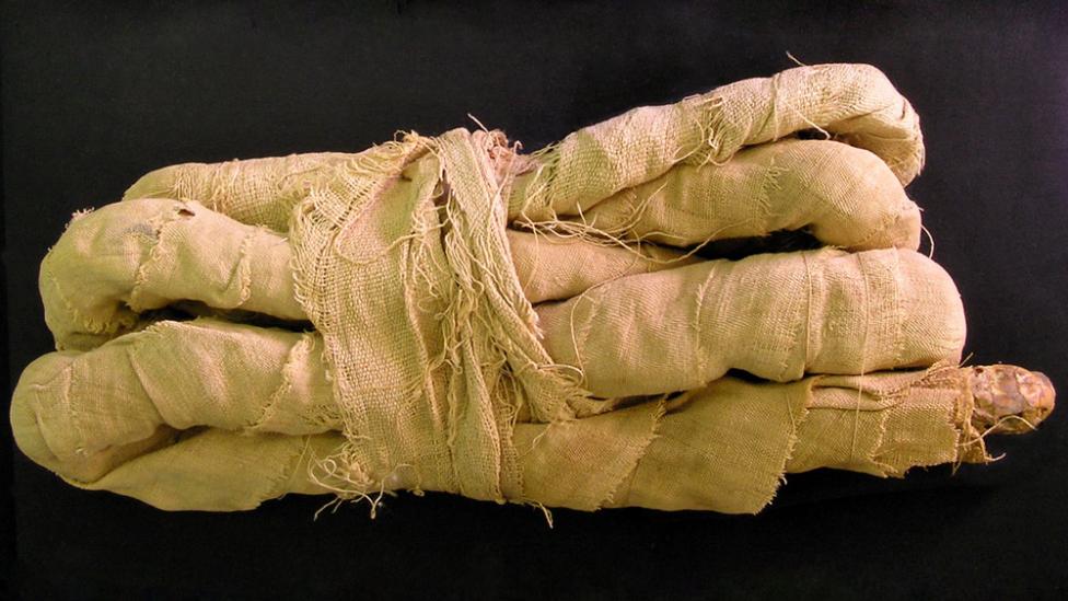 A mummified snake wrapped in bandages