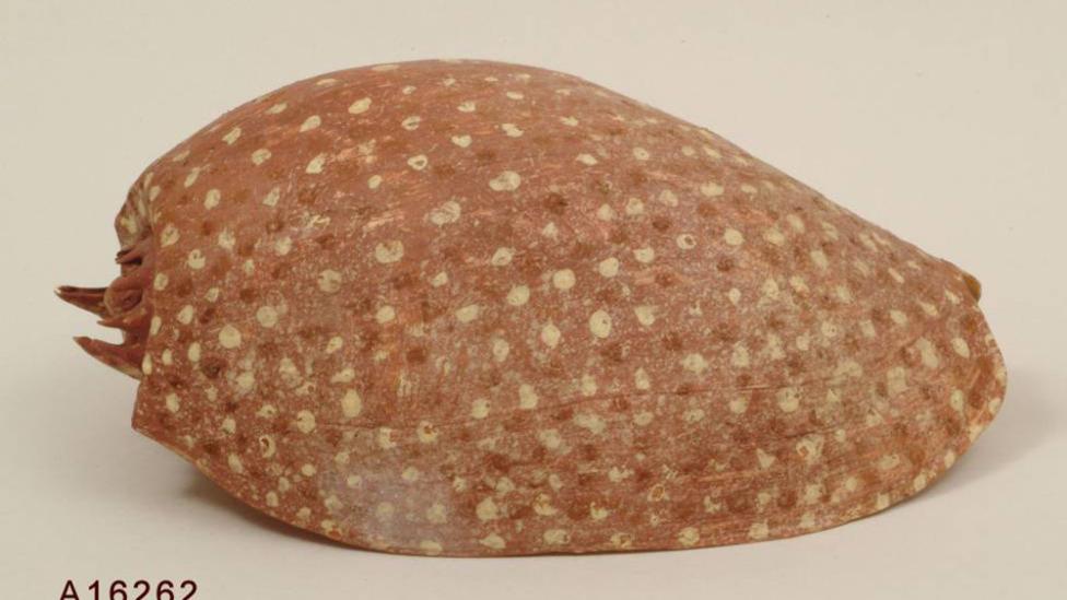 A baler shell painted with rows of dots