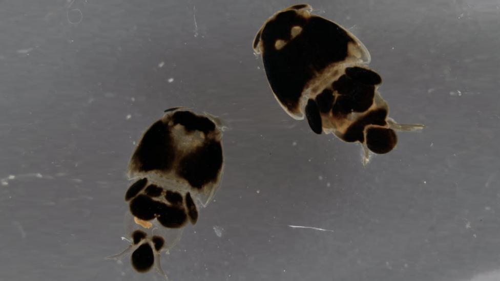 Two specimens of Pandarus rhincodonicus collected from a whale shark at Ningaloo Reef.