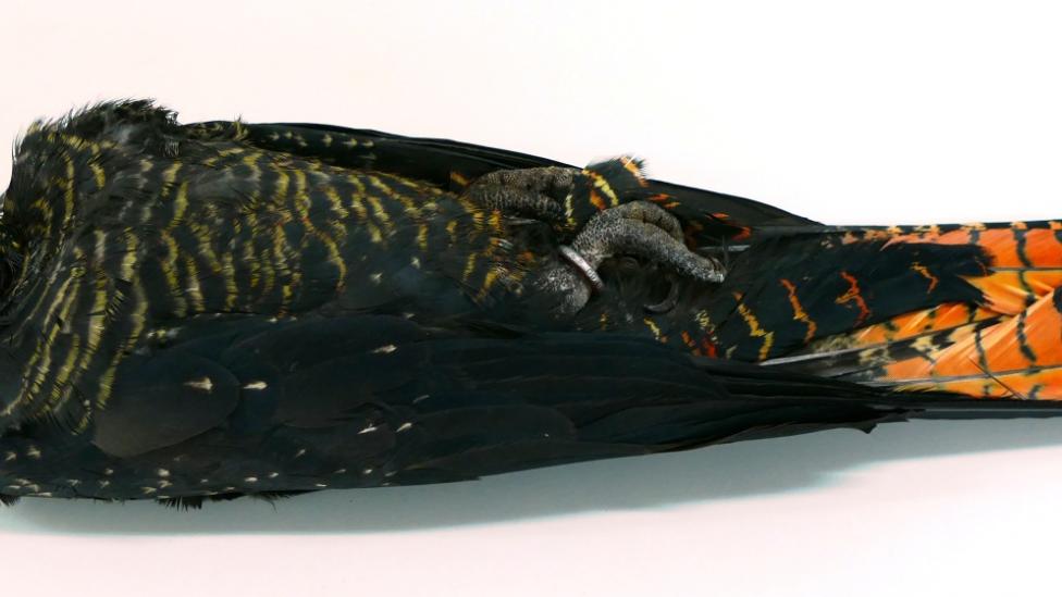large black cockatoo on a pale background