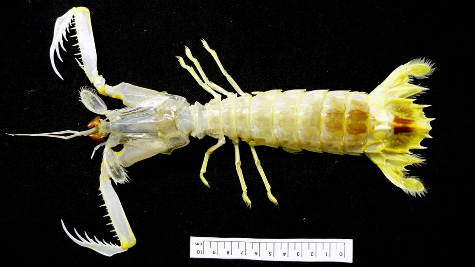 A mantis shrimp specimen