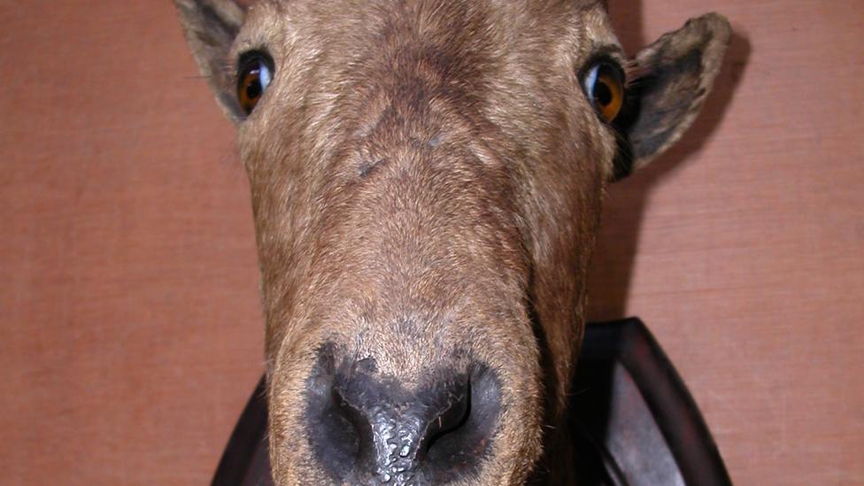 Image of mounted tahr trophy head prepared by Theobald Bros