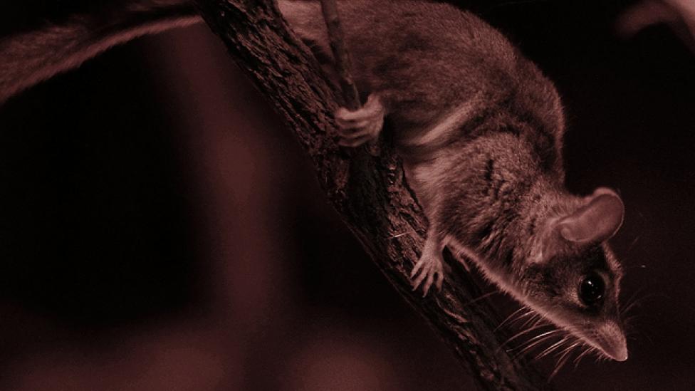 A red-tailed phascogale at Perth Zoo.