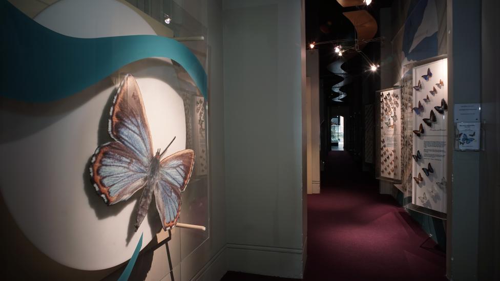 Butterfly Gallery