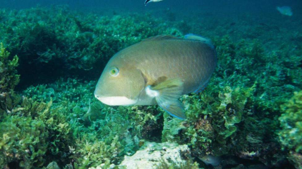 A larger groper fish swimming through a reef