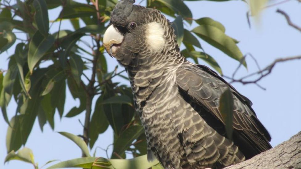 Baudin's Cockatoo perched in a tree