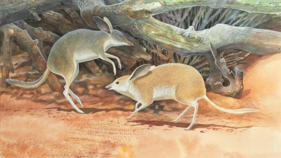 Chaeropus yirratji, a newly discovered species of pig-footed bandicoot, illustrated by Peter Schouten. 