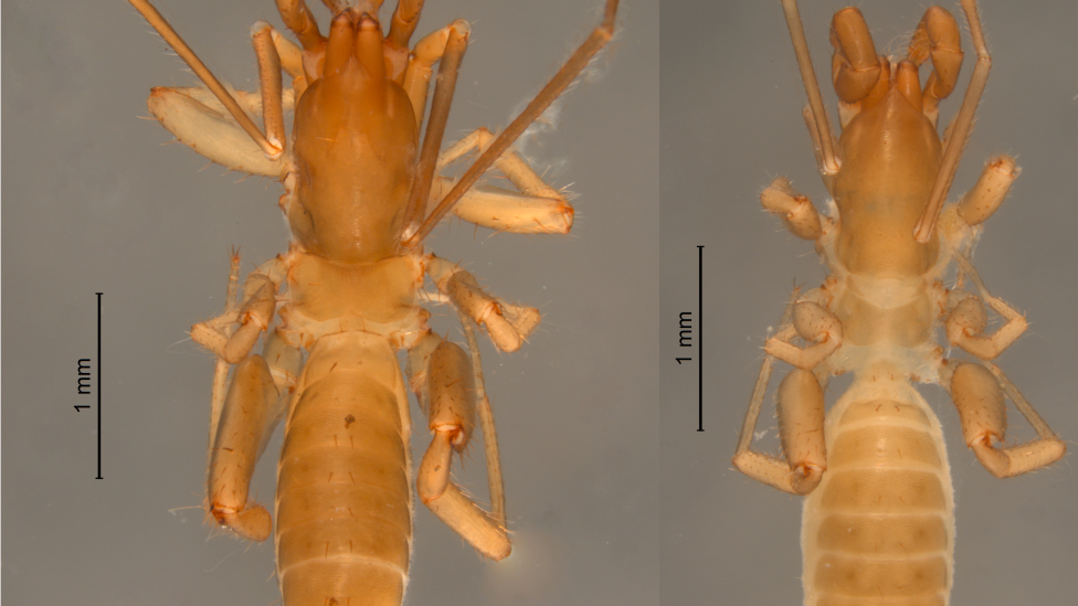 Male and female specimens of Harveyus contrerasi. 