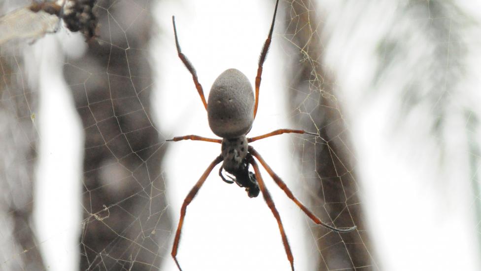 Image of an Orb-weaving spider in its web