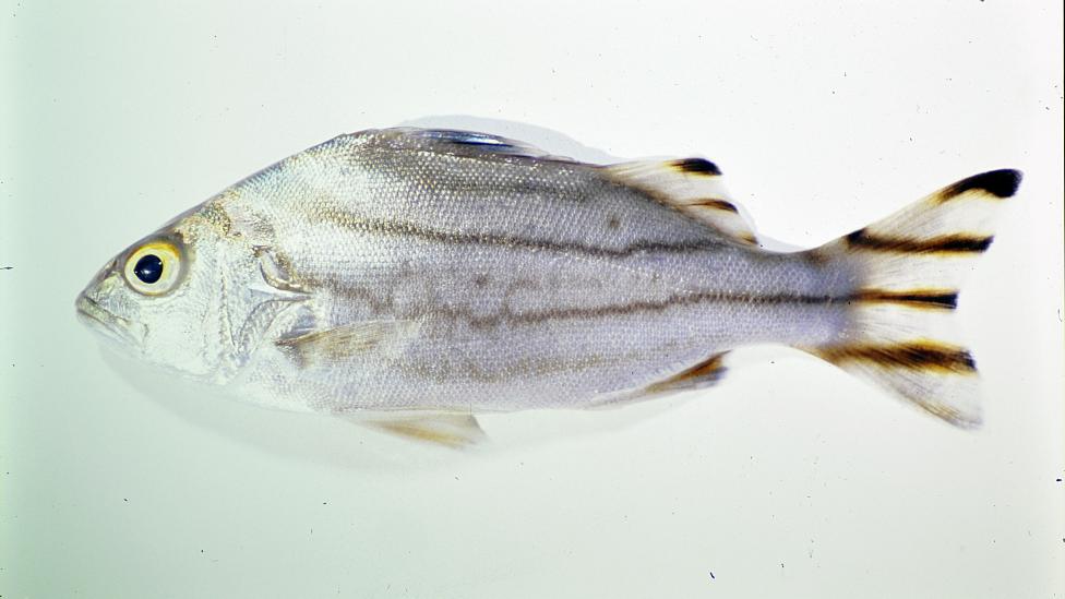 A silver coloured fish specimen